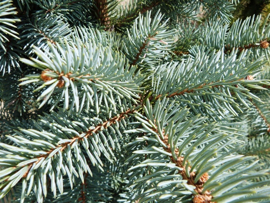 Picea pungens 'Schovenhorst' - Smrek pichľavý
