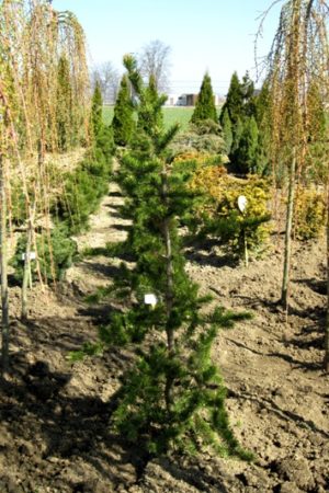 Pinus banksiana 'Uncle Fogy' - Borovica Banksova