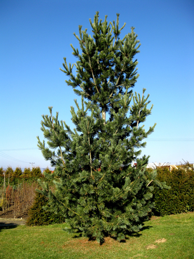 Pinus flexilis 'Vanderwolfs Pyramid' - Borovica ohybná