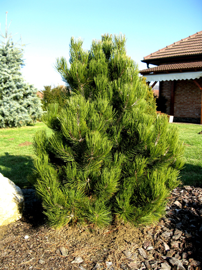 Pinus heldreichii 'Compact Gem' - Borovica Heldreichova