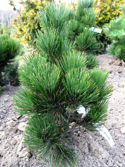 Pinus heldreichii 'Green Brush' - Borovica Heldreichova
