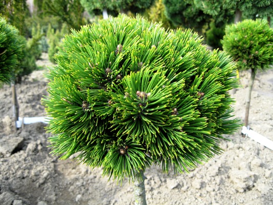 Pinus heldreichii 'Smidtii' - Borovica Heldreichova