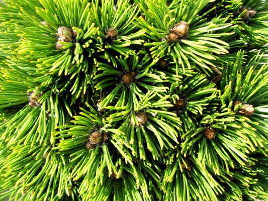 Pinus heldreichii 'Smidtii' - Borovica Heldreichova