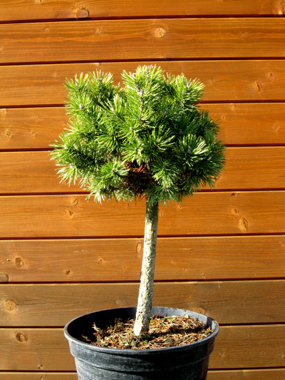 Pinus mugo 'Mops' - Borovica horská