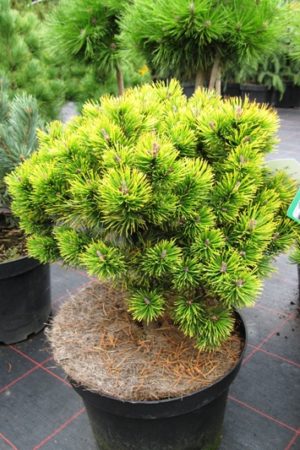 Pinus mugo 'Ophir' - Borovica horská
