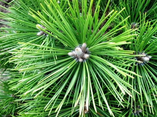 Pinus nigra 'Nana' - Borovica čierna