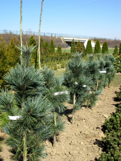 Pinus peuce 'Glauca' - Borovica balkánska