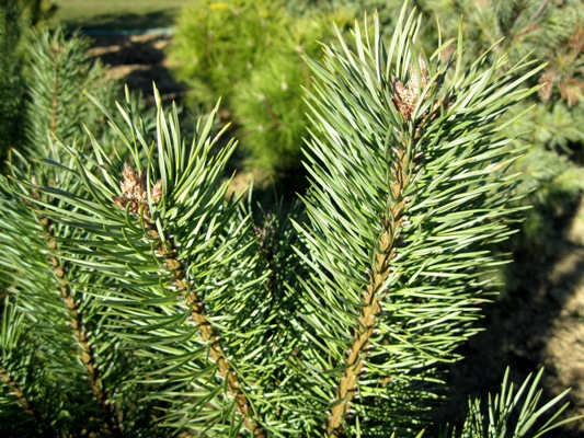 Pinus sylvestris 'Beuvronensis' - Borovica lesná