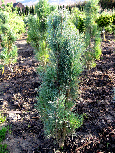 Pinus sylvestris 'Fastigiata Glauca' - Borovica lesná