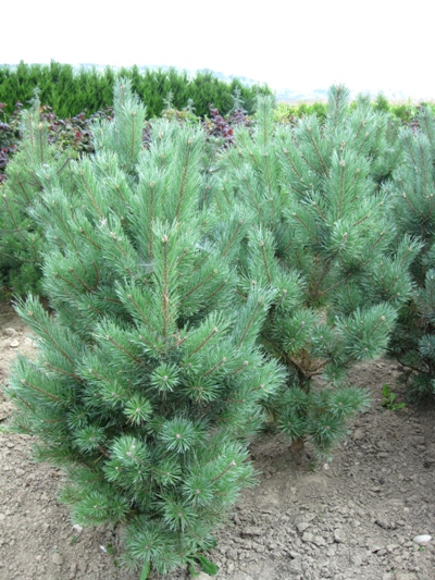 Pinus sylvestris 'Watereri' - Borovica lesná