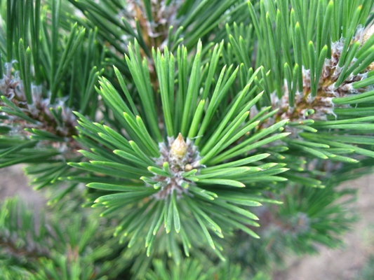 Pinus thunbergii 'Kotobuki' - Borovica Thunbergova