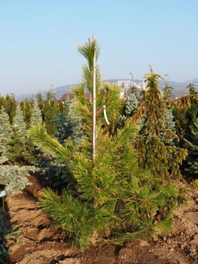 Pinus thunbergii 'Ogon' - Borovica Thunbergova