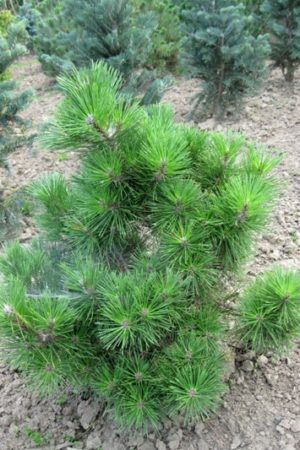 Pinus thunbergii 'Sayonara' - Borovica Thunbergova