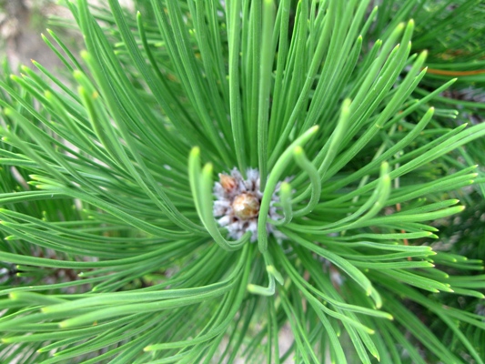 Pinus thunbergii 'Thunderhead' - Borovica Thunbergova