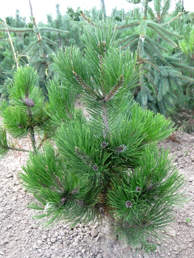 Pinus thunbergii 'Thunderhead' - Borovica Thunbergova