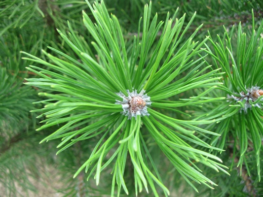 Pinus uncinata - Borovica barinná
