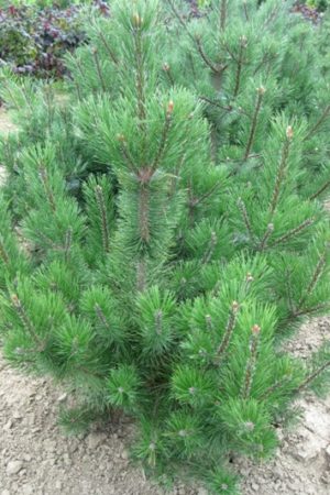 Pinus uncinata - Borovica barinná