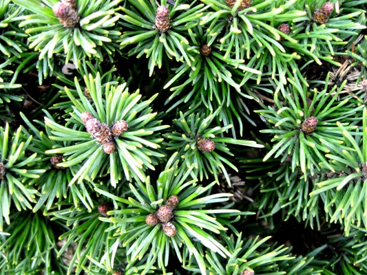 Pinus uncinata 'Litomysl' - Borovica barinná