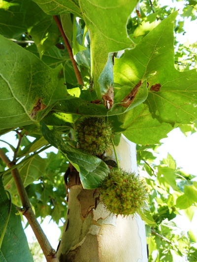 Platanus acerifolia - Platan javorolistý