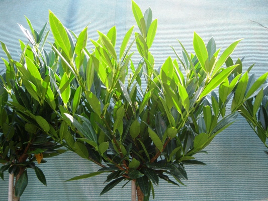 Prunus laurocerasus 'Otto Luyken' - Vavrínovec lekársky