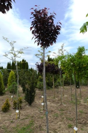 Prunus serrulata 'Royal Burgundy' - Čerešňa pílkatá