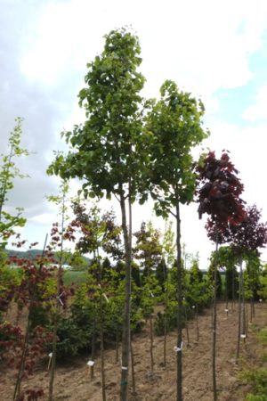 Pyrus calleryana 'Chanticleer' - Hruška okrasná