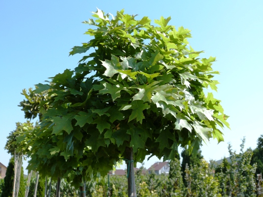Quercus palustris 'Green Dwarf' - Dub močiarny