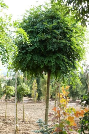 Robinia pseudoacacia 'Umbraculifera' - Agát biely