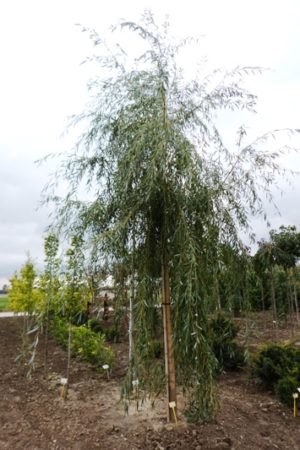 Salix alba 'Tristis' - Vŕba biela