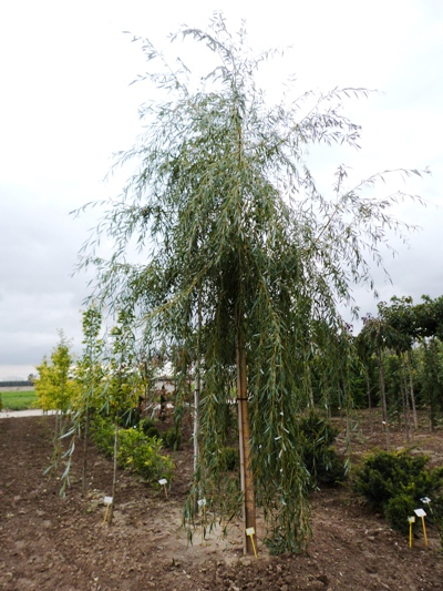 Salix alba 'Tristis' - Vŕba biela