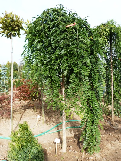 Sophora japonica 'Pendula' - Sofora japonská