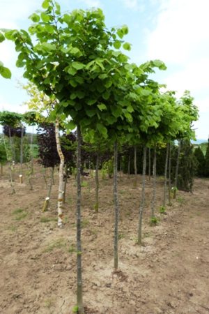 Tilia cordata 'Winter Orange' - Lipa malolistá