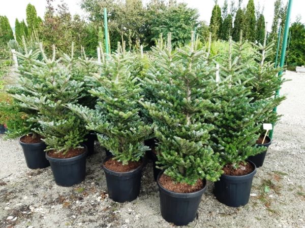 Abies koreana 'Molli'