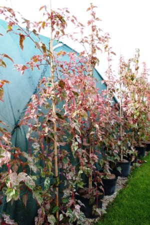 Acer conspicuum 'Red Flamingo'