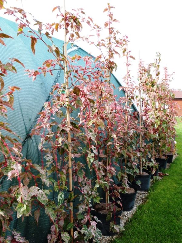 Acer conspicuum 'Red Flamingo'