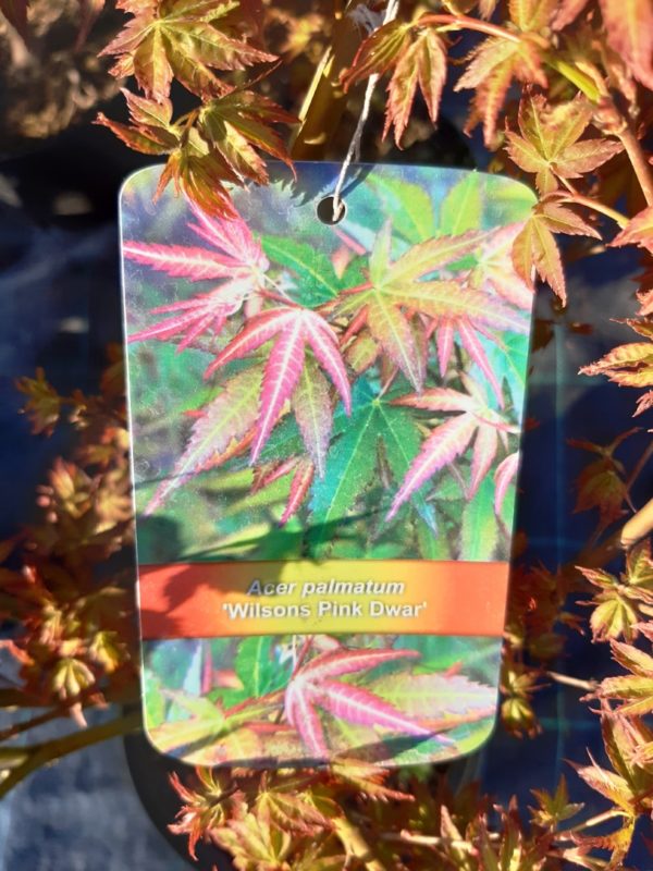 Acer palmatum 'Wilsons Pink Dwarf' - Javor dlaňolistý