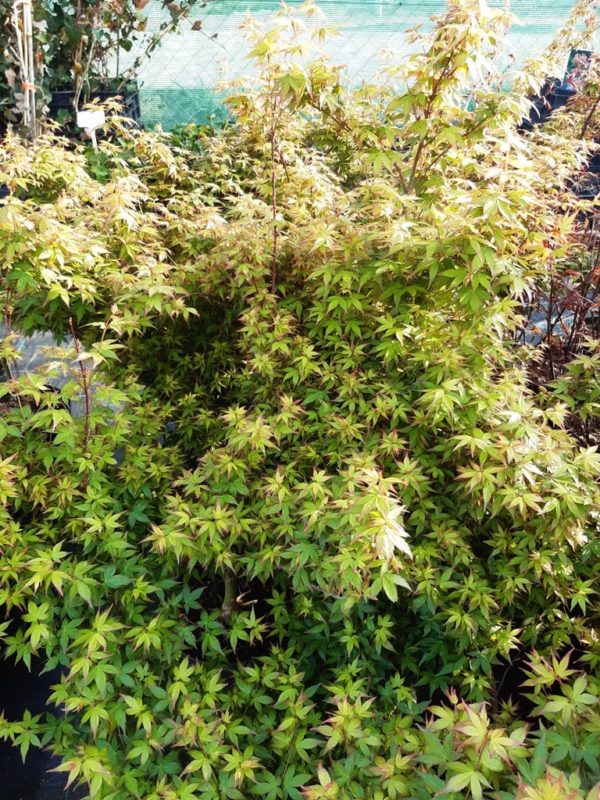 Acer palmatum 'Wilsons Pink Dwarf'