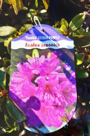 Azalea japonica 'Geisha Purple' - Azalka japonská
