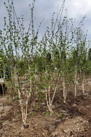 Betula utilis 'Doorenbos' (viackmeň)