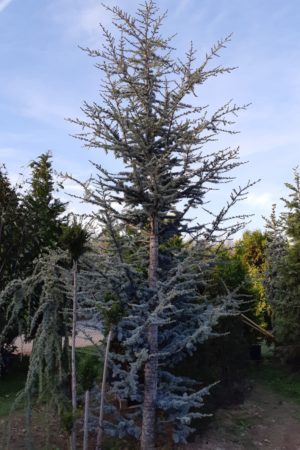 Cedrus libani 'Glauca' - Céder libanonský