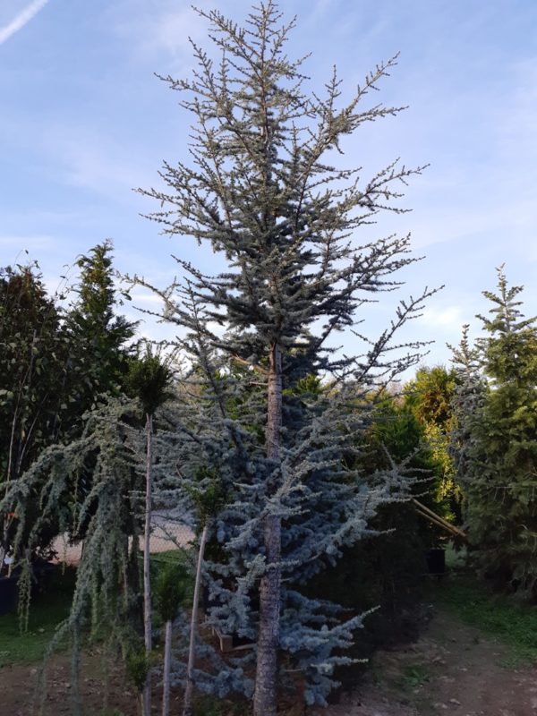 Cedrus libani 'Glauca' - Céder libanonský