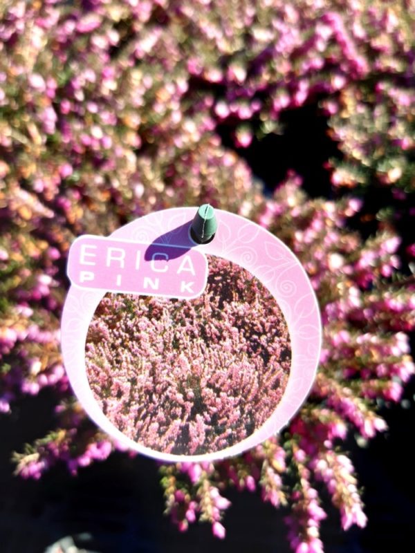 Erica carnea (ružová)