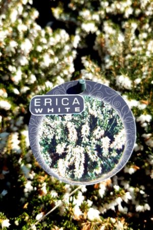 Erica carnea (biela)