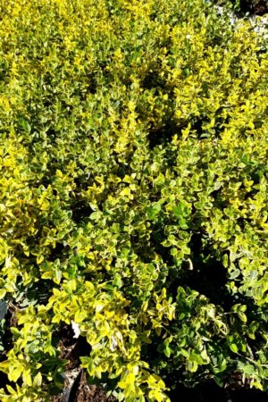 Euonymus fortunei 'Emerald 'n' Gold'