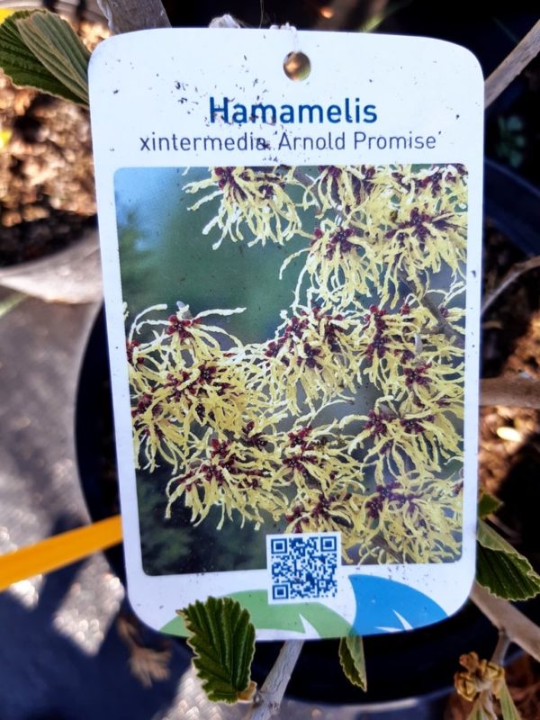Hamamelis intermedia 'Arnold Promise'