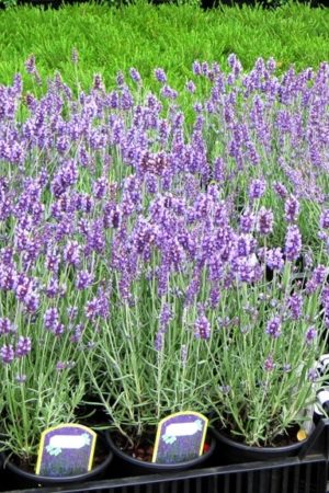 Lavandula angustifolia 'Hidcote'