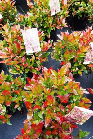 Leucothoe 'Zeblid'