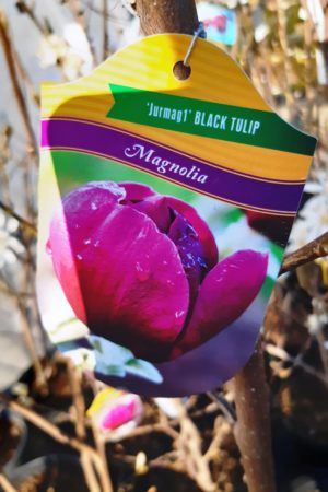 Magnolia 'Black Tulip' - Magnólia