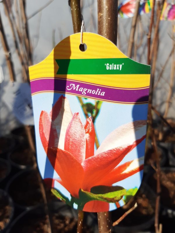 Magnolia 'Galaxy' - Magnólia