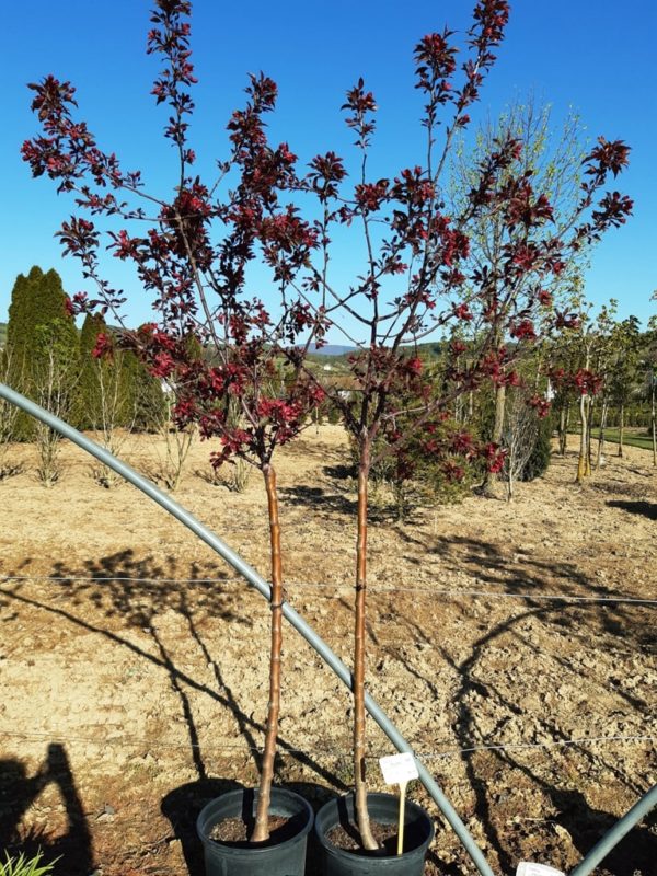 Malus 'Royalty' - Image 2